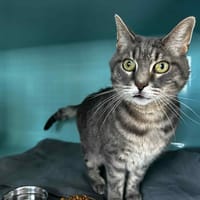 Malo, chat à adopter