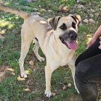MARCO, chien à adopter