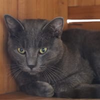 Shere Khan, chat à adopter