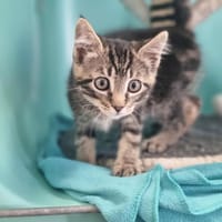 ADELAÏDO, chat à adopter