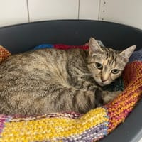 Oréo, chatte à adopter