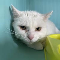MIKA, chatte à adopter