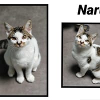 NARUTO, chat à adopter