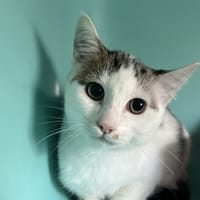 DJANGO, chat à adopter