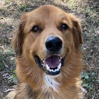 SAM, chien à adopter