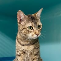 SUNDAY, chatte à adopter