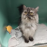 PAB27948 Elga, chatte à adopter