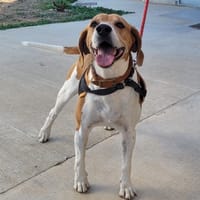 Owen, chien à adopter