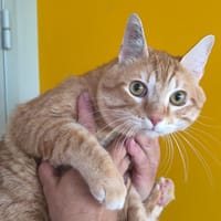 TOMMY, chat à adopter