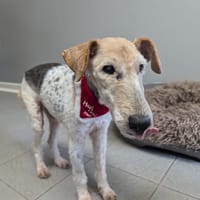 ELFY, chienne à adopter