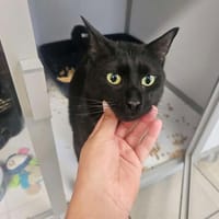 GABY, chat à adopter