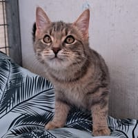 SWANIE, chatte à adopter