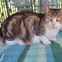 Anubis, chatte à adopter