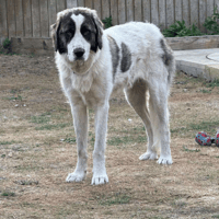 Frida, female dog to adopt