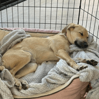 Harlow, female dog to adopt