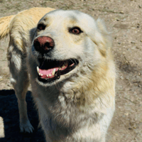 Celena, female dog to adopt