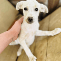 Snow White, female dog to adopt