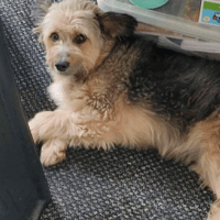 Teddy, dog to adopt