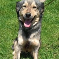 Falcon, dog to adopt