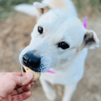 Bonnie, female dog to adopt