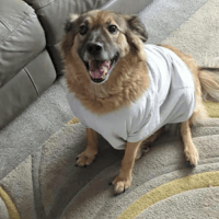 Fluffy, female dog to adopt