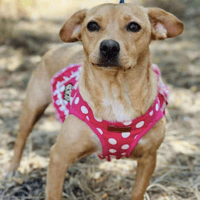 Livina, female dog to adopt