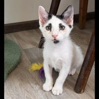 CHARLOT, chat à adopter