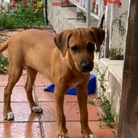 Hestia, chienne à adopter