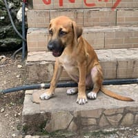 Punchy, chien à adopter
