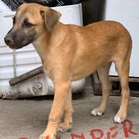 Quimper, chien à adopter