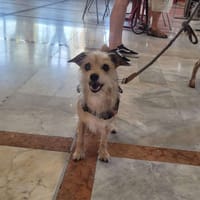 Pilou, chienne à adopter