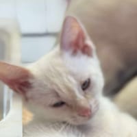 Popcorn, chat à adopter