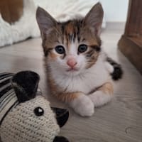 Myrtille, chatte à adopter