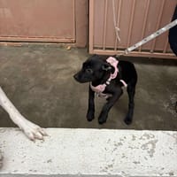 Akira, chienne à adopter