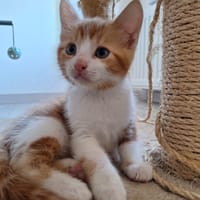 Muffin, chat à adopter