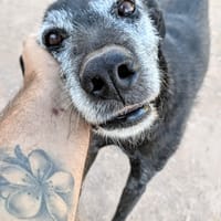 ATILA (Animalcazar), chien à adopter