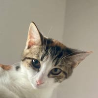 Ganasha, femelle, chat européen, née le 15/04/2025 🐱, chienne à adopter