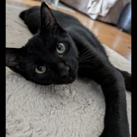 CHOUKY, chat à adopter