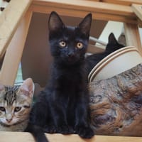 YONI, chat à adopter