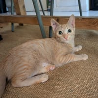 DOBBY, chatte à adopter