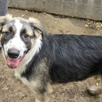 Pintea, chien à adopter