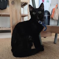 GALAXIE, chatte à adopter