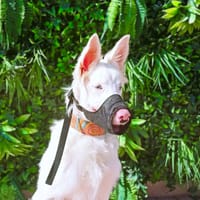 CELESTE, chien à adopter