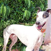 FIRENZE, chien à adopter