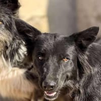 CELESTE (Maria), chienne à adopter