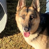 DUNA, chienne à adopter