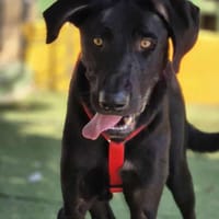 DRAGO, chien à adopter