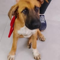 VANINA (Maria), chienne à adopter