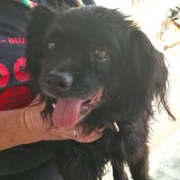 CHISPA (Maria), chien à adopter