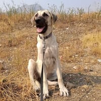 DAMA (union animal), chienne à adopter